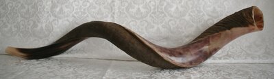 Jemenitische Jumbo Shofar Extra Large (kosher)