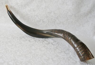 Shofar (kosher) Jemenitische Shofar small