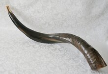 Shofar (kosher) Jemenitische Shofar / Sjofar small