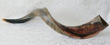 Shofar (kosher) Jemenitische Shofar Medium